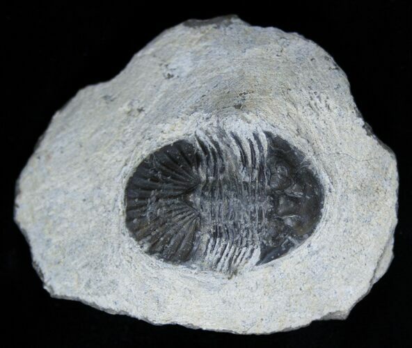 Bargain Platyscutellum Trilobite From Morocco #2004